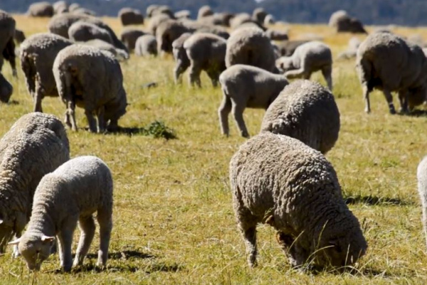 Australia’s new definition of lamb — what you need to know image