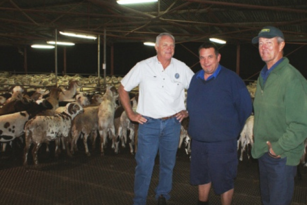 Carton Lamb May Replace Live Sheep Exports image